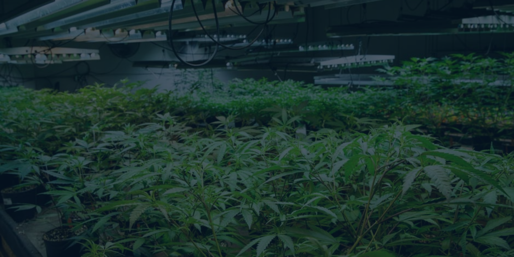 GrowGeneration Customer Success Story